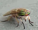 Tabanus similis - Tabanus similis