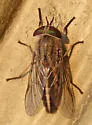 Tabanus similis - photo 2