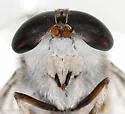 Tabanus similis - photo 3