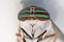 Tabanus similis - photo 4