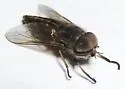 Tabanus similis - photo 5