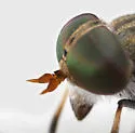 Tabanus sparus - photo 2