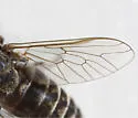Tabanus sparus - photo 3
