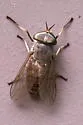 Tabanus sparus - photo 4