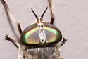 Tabanus sparus - photo 5