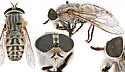 Tabanus stonei