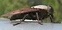 Tabanus stygius - photo 2