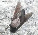 Tabanus stygius - photo 3