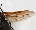 Tabanus stygius - photo 4