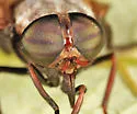 Tabanus stygius - photo 5
