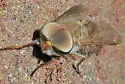 Tabanus sublongus - photo 2