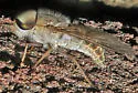 Tabanus sublongus - photo 4
