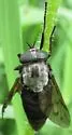 Tabanus subniger - Tabanus subniger