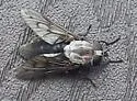 Tabanus subniger - photo 4