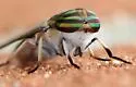 Tabanus subsimilis