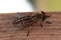 Tabanus subsimilis - photo 2