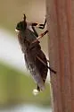 Tabanus subsimilis - photo 3