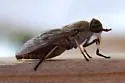 Tabanus subsimilis - photo 4