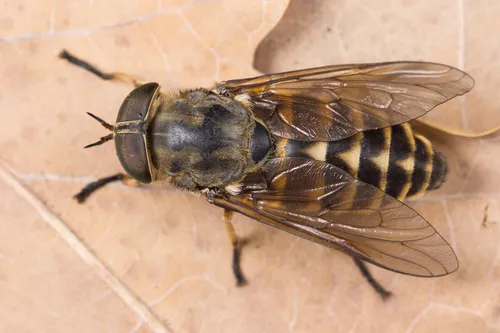 Dark Giant Horse Fly