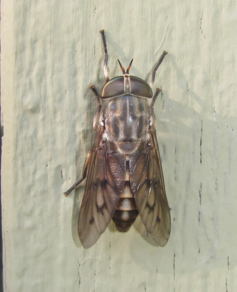 Tabanus sulcifrons - photo 2