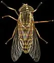 Tabanus tetropsis - Tabanus tetropsis