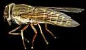 Tabanus tetropsis - photo 2
