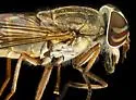 Tabanus tetropsis - photo 3