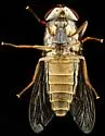 Tabanus tetropsis - photo 4