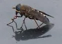 Tabanus trijunctus - Tabanus trijunctus