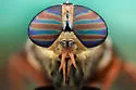 Tabanus trijunctus - photo 2