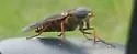 Tabanus trijunctus - photo 3