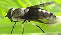 Tabanus trimaculatus - Tabanus trimaculatus