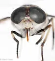 Tabanus trimaculatus - photo 2