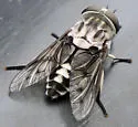Tabanus trimaculatus - photo 4