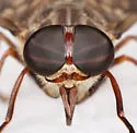 Tabanus turbidus - photo 2