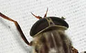 Tabanus turbidus - photo 3
