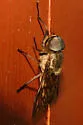 Tabanus turbidus - photo 4