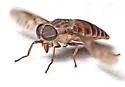 Tabanus turbidus - photo 5