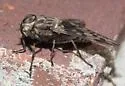 Tabanus venustus - photo 2