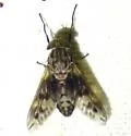 Tabanus venustus - photo 4