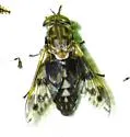 Tabanus venustus - photo 5