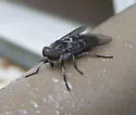 Tabanus vivax - photo 2