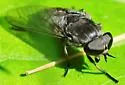 Tabanus vivax - photo 3