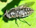 Tabanus vivax - photo 4