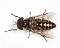 Tabanus vivax - photo 5