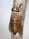Tabanus zythicolor - Tabanus zythicolor
