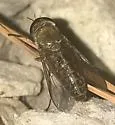 Tabanus zythicolor - photo 3