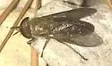 Tabanus zythicolor - photo 4
