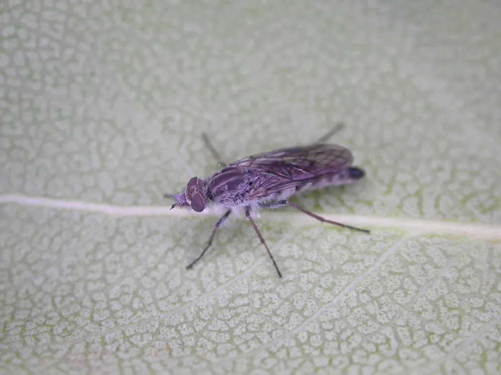 Tabudamima melanophleba - photo 2