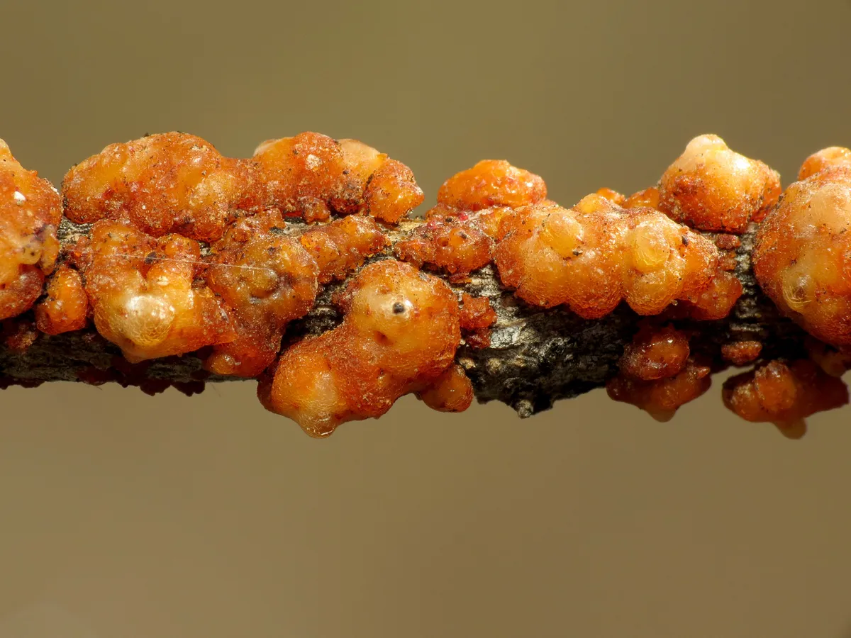 Tachardiella fulgens - photo 3